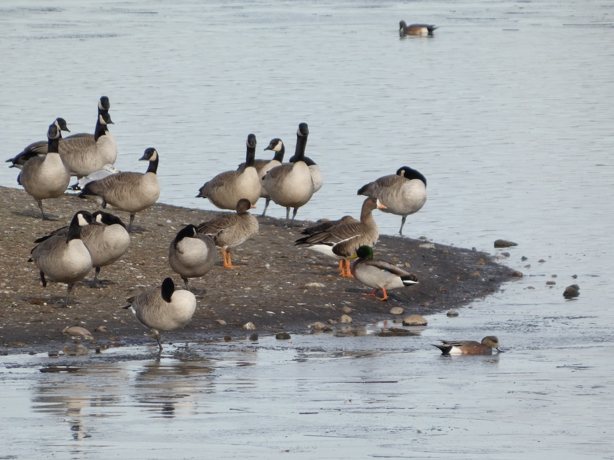 Greater White-fronted Goose - ML644974585