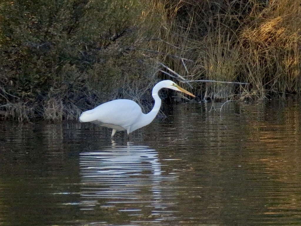 Great Egret - ML644974590