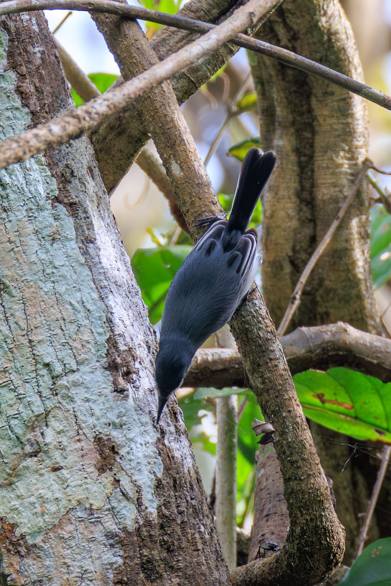 White-browed Gnatcatcher - ML644974629