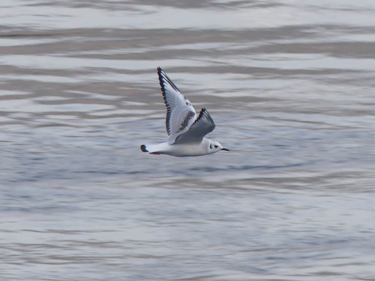 Bonaparte's Gull - ML644974636