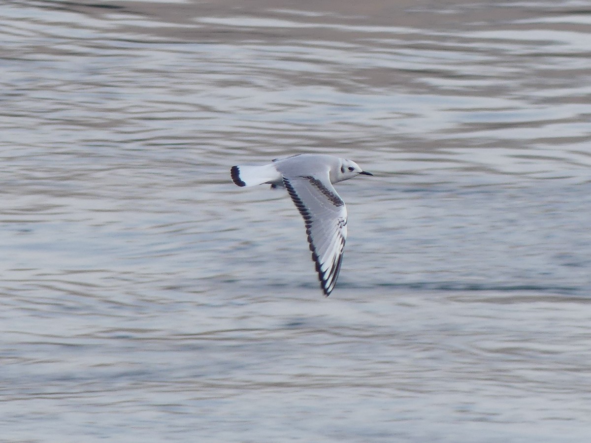 Bonaparte's Gull - ML644974637