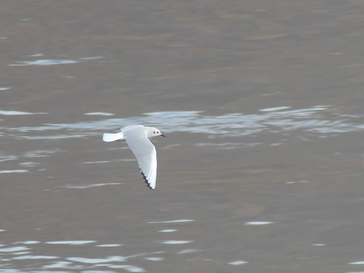 Bonaparte's Gull - ML644974638