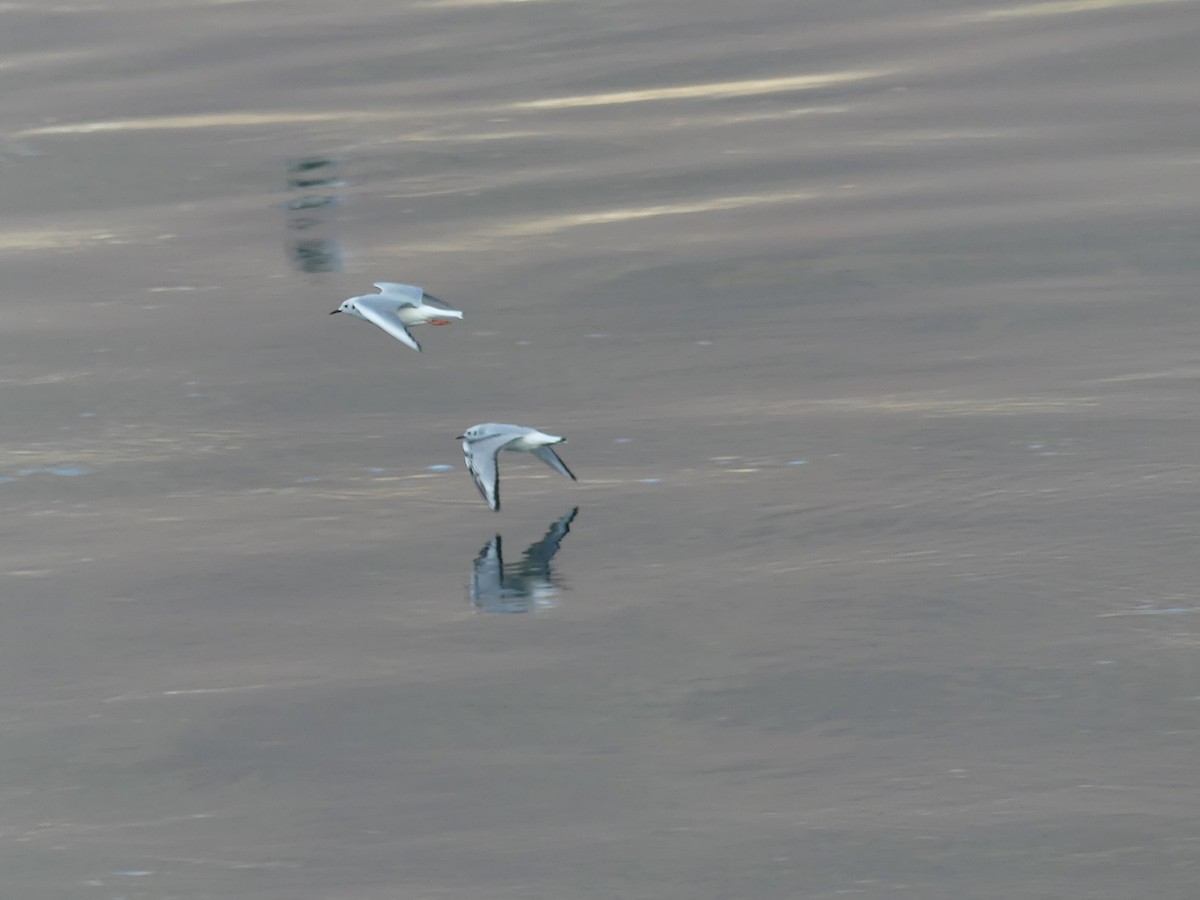 Bonaparte's Gull - ML644974639