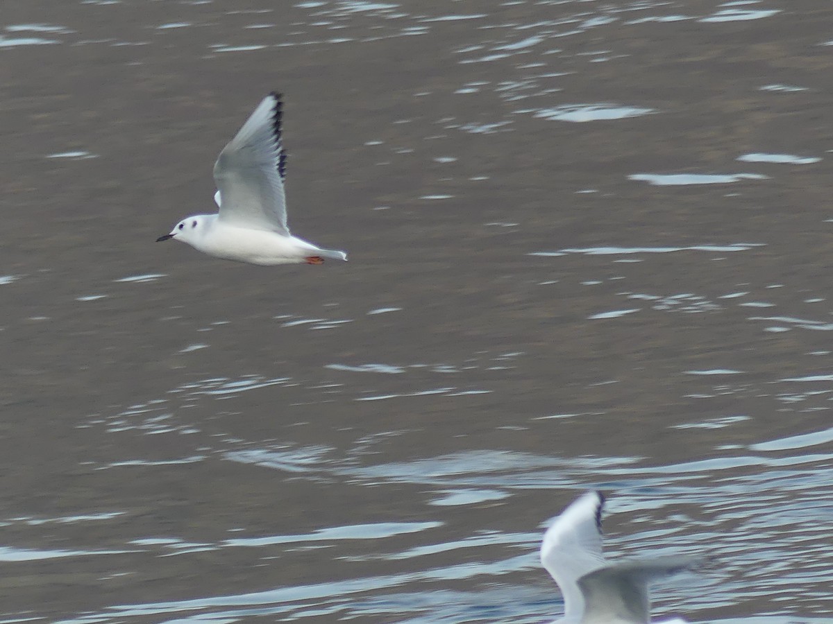 Bonaparte's Gull - ML644974640