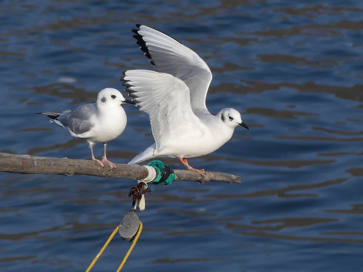 Bonaparte's Gull - ML644974641