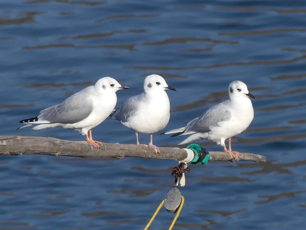 Bonaparte's Gull - ML644974642