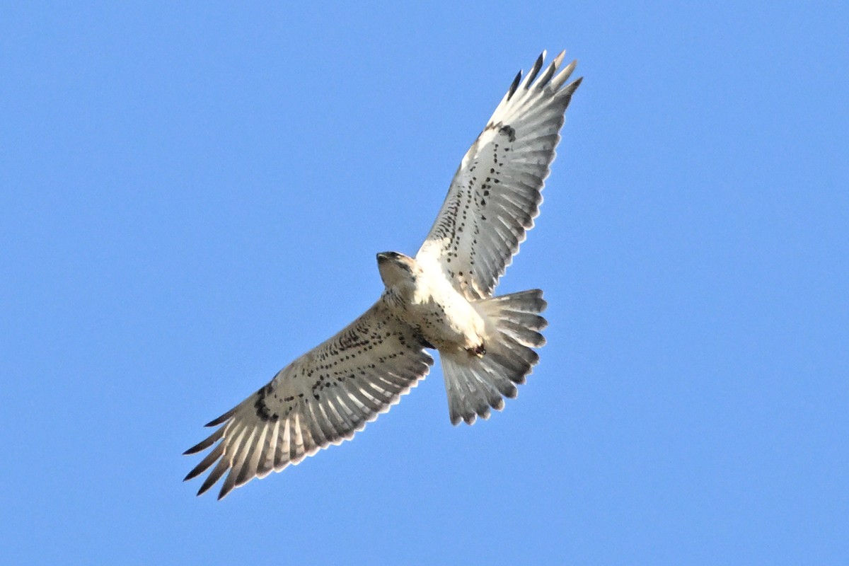 Ferruginous Hawk - ML644974650