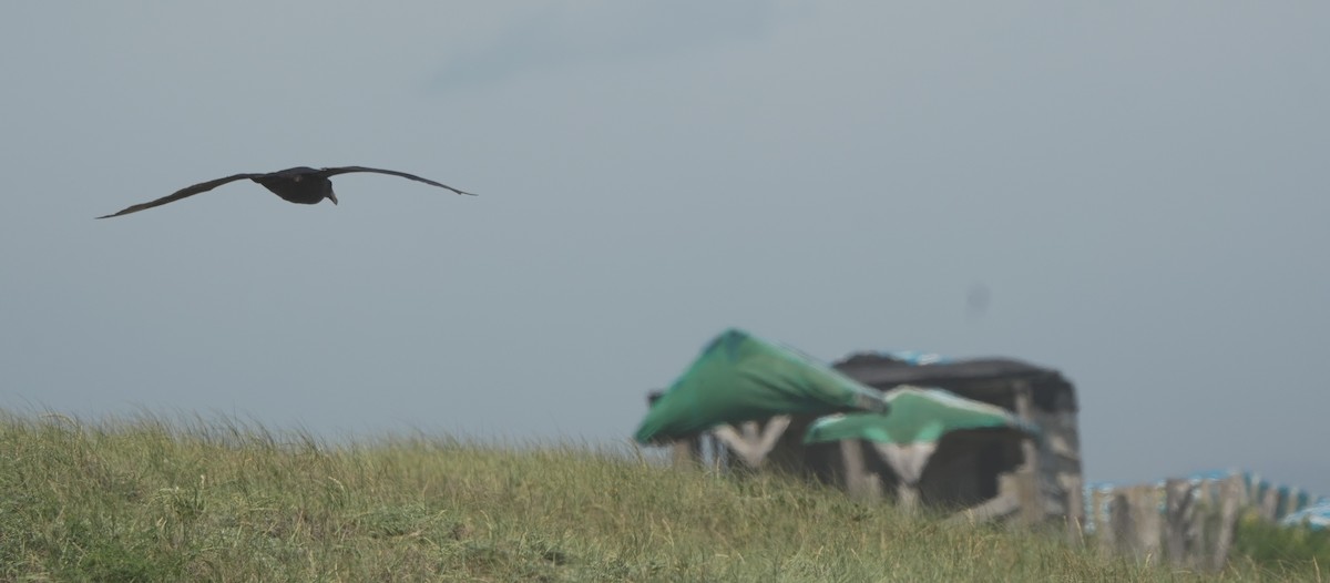 Northern Giant-Petrel - ML644974654