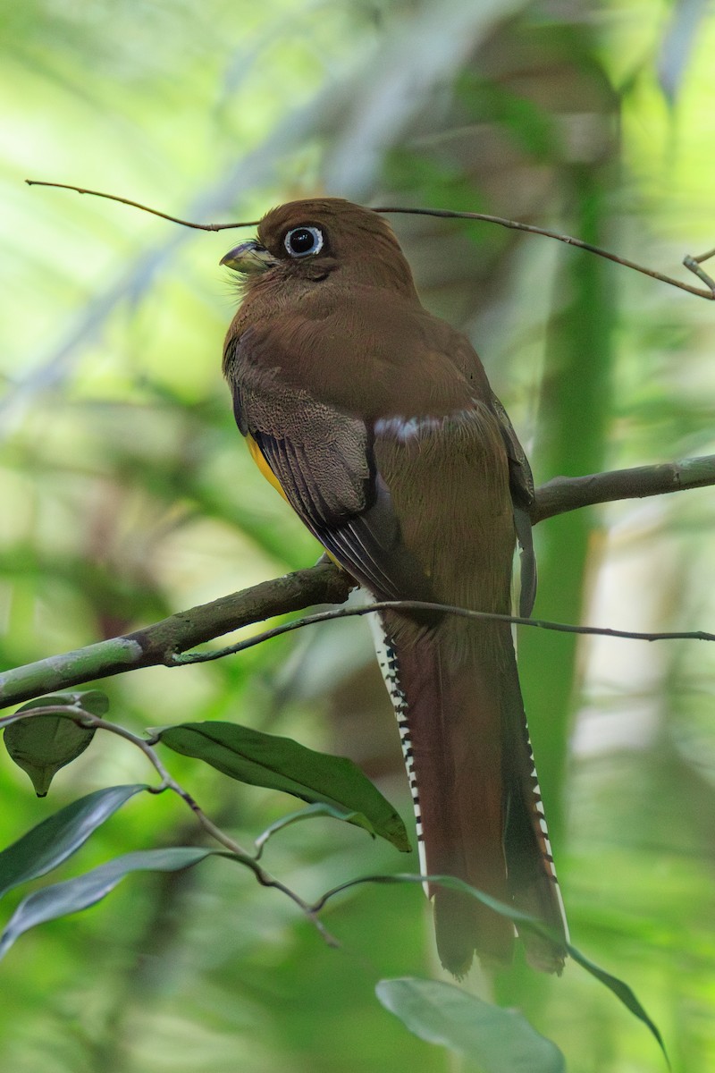 Graceful Black-throated Trogon - ML644974666