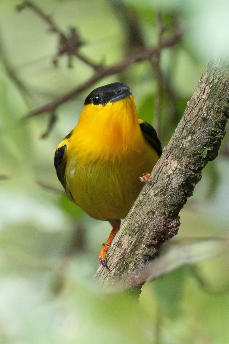 Golden-collared Manakin - ML644974678