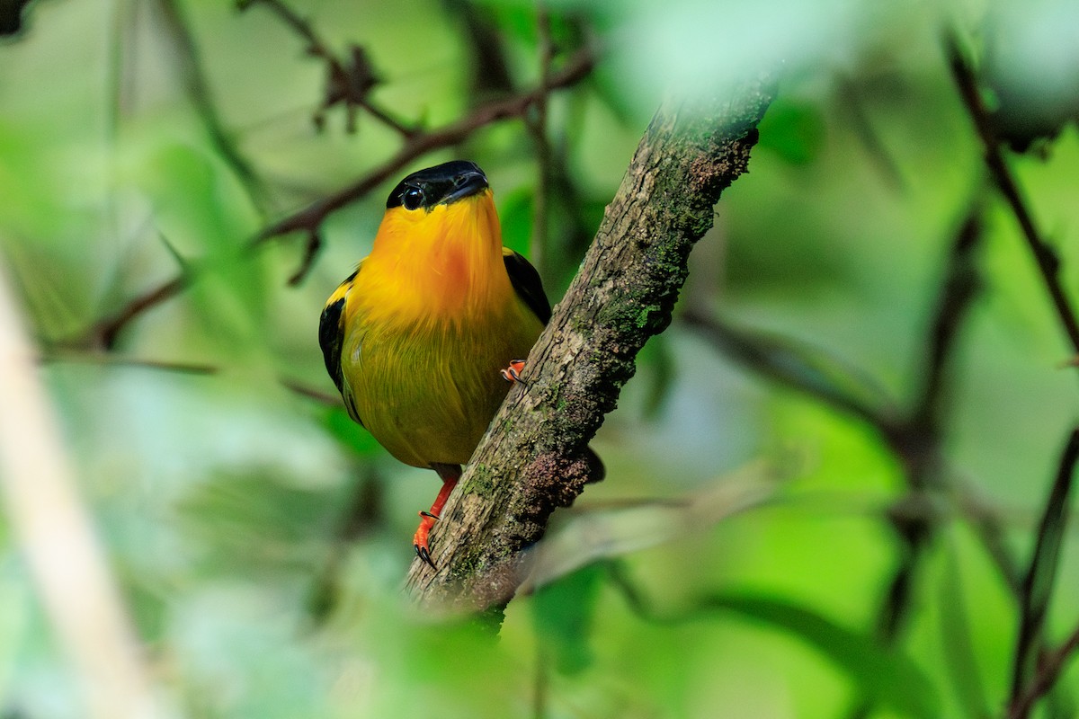Golden-collared Manakin - ML644974679