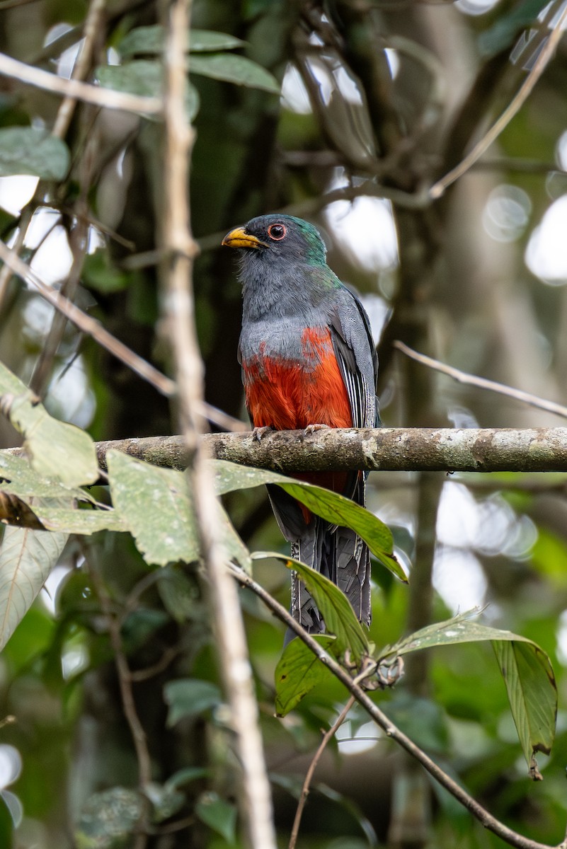 Black-tailed Trogon (Large-tailed) - ML644974684