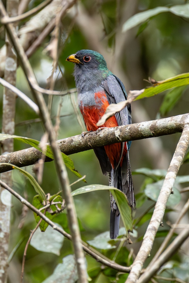 Black-tailed Trogon (Large-tailed) - ML644974685