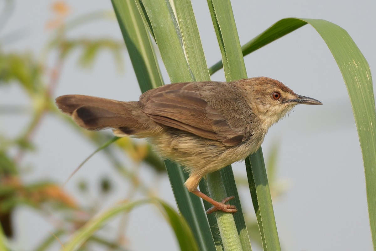 Kilombero Cisticola - ML644974694