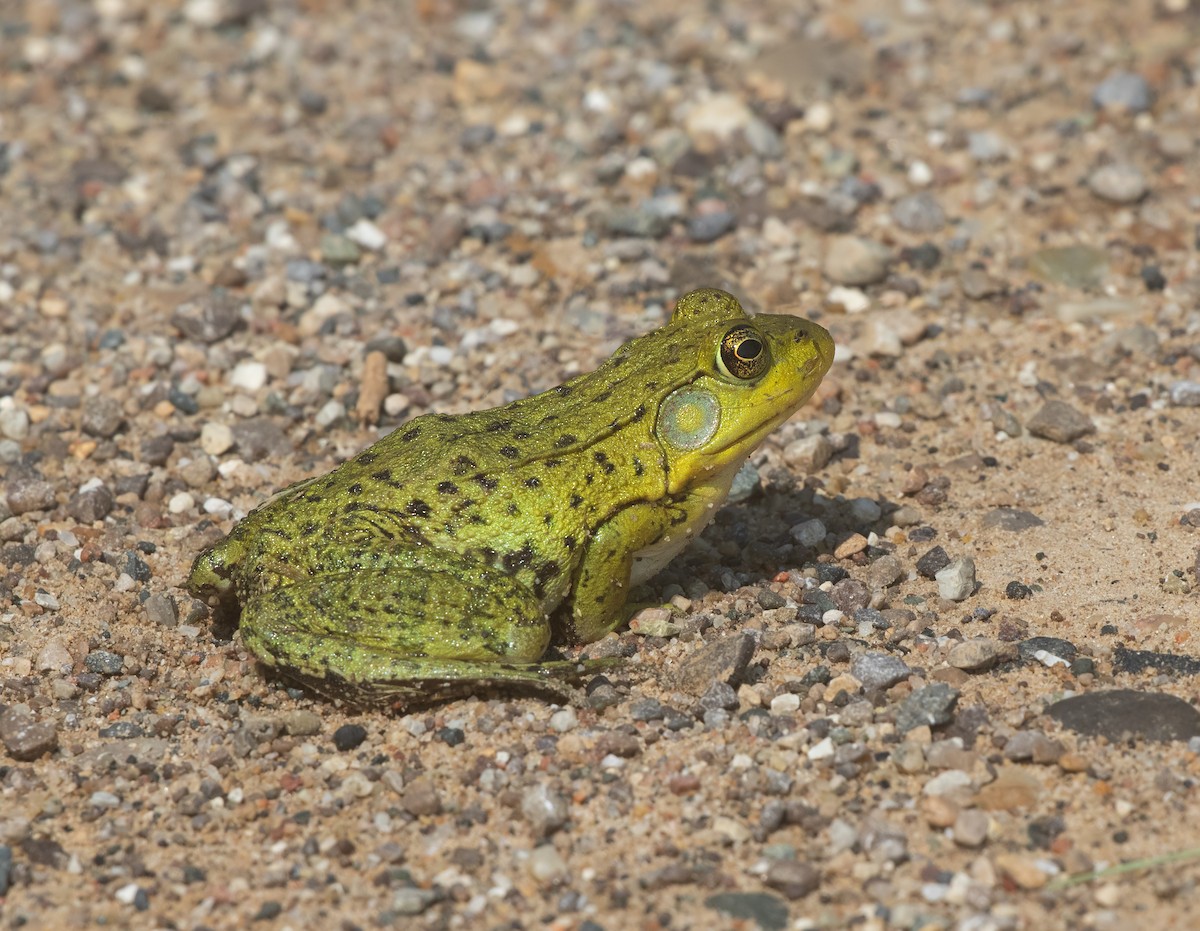 Rana verde americana - ML644974699