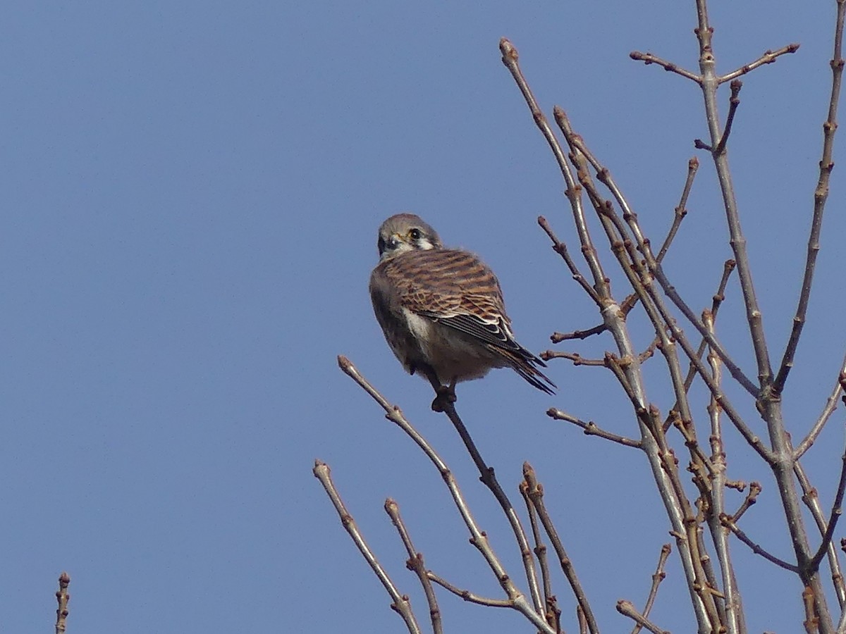American Kestrel - ML644974714
