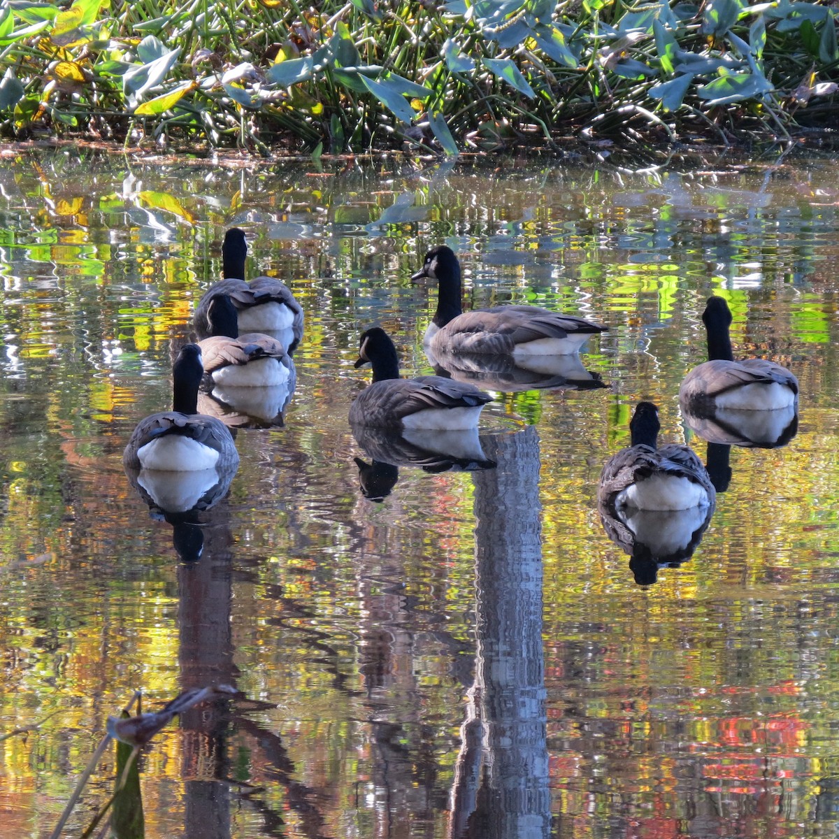 Bernache du Canada - ML644974735