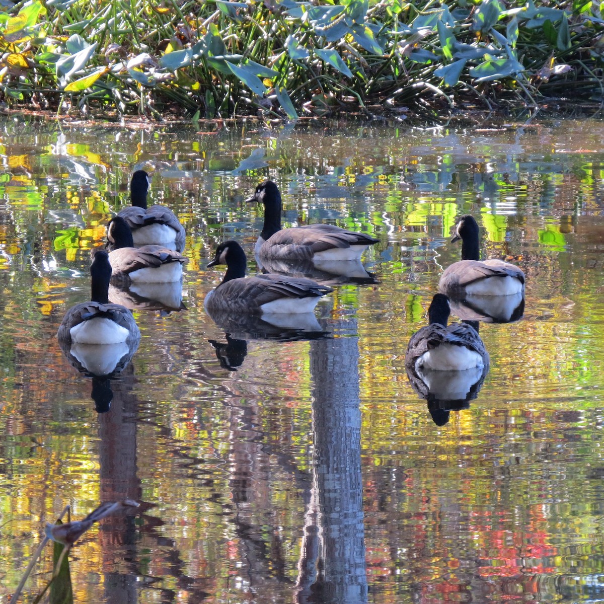 Bernache du Canada - ML644974736