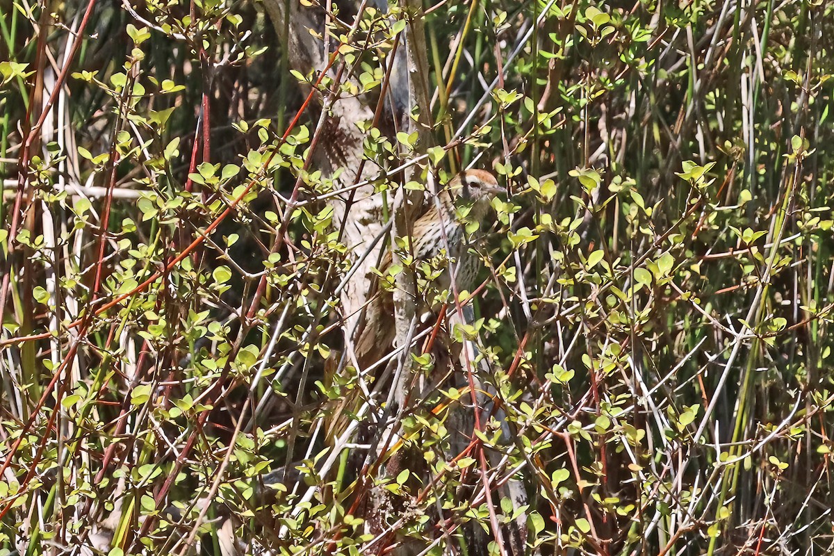 New Zealand Fernbird - ML644974738