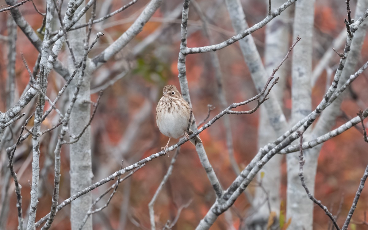 Vesper Sparrow - ML644974783