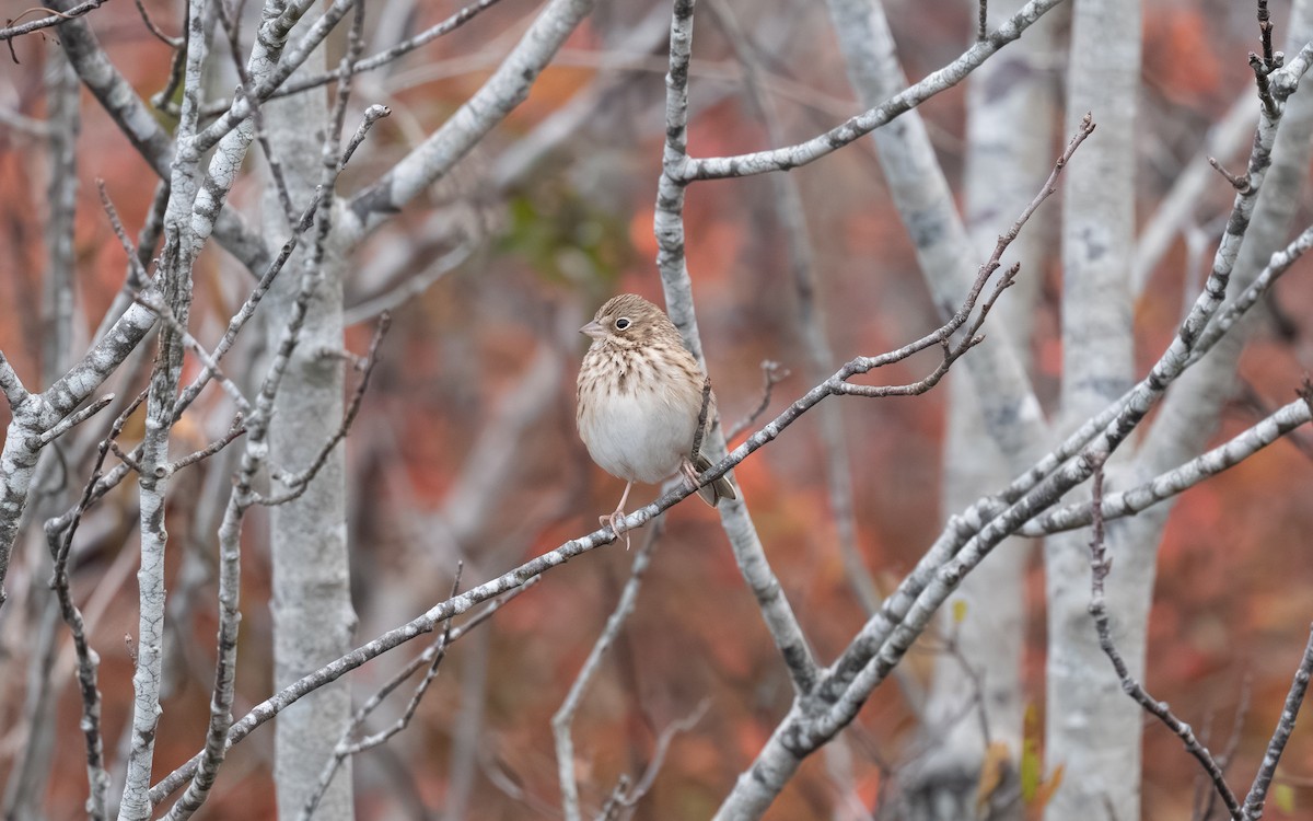 Vesper Sparrow - ML644974784