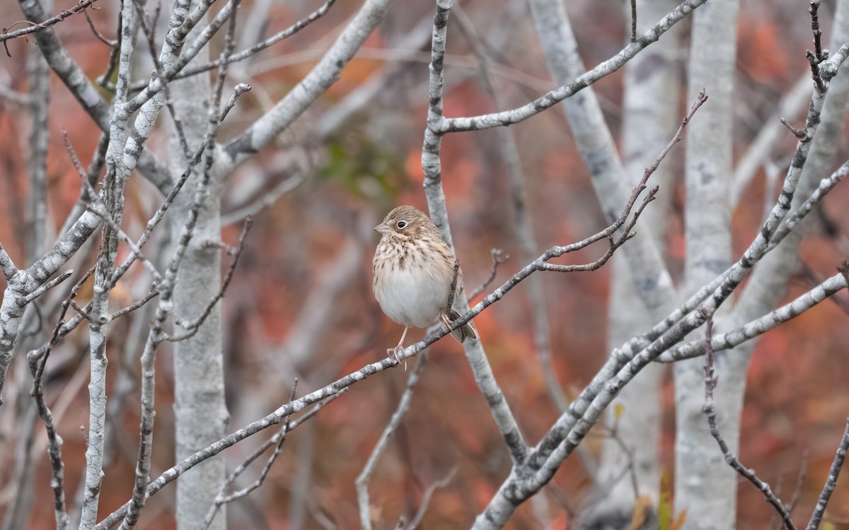 Vesper Sparrow - ML644974785