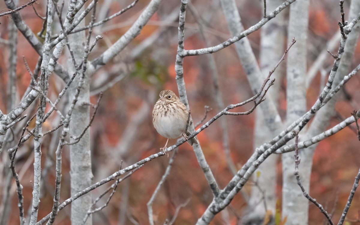 Vesper Sparrow - ML644974786