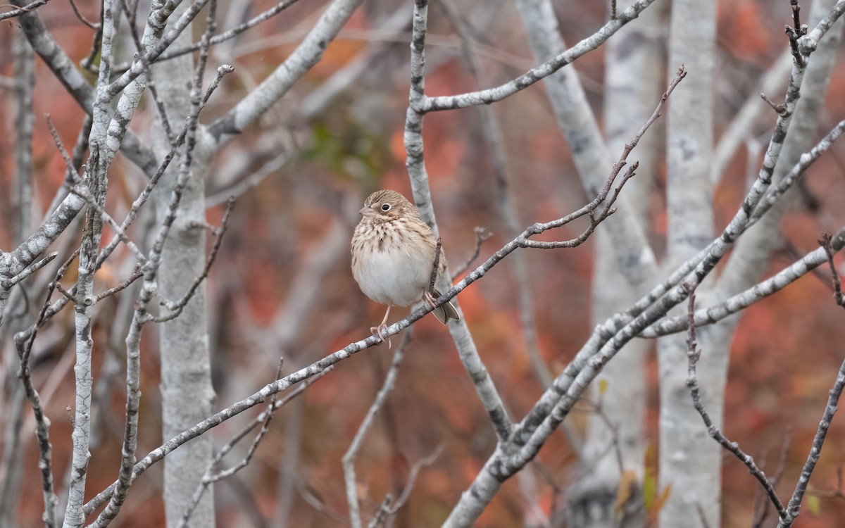 Vesper Sparrow - ML644974787