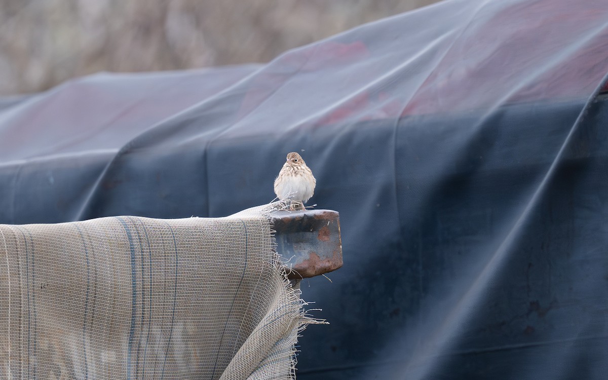 Vesper Sparrow - ML644974788