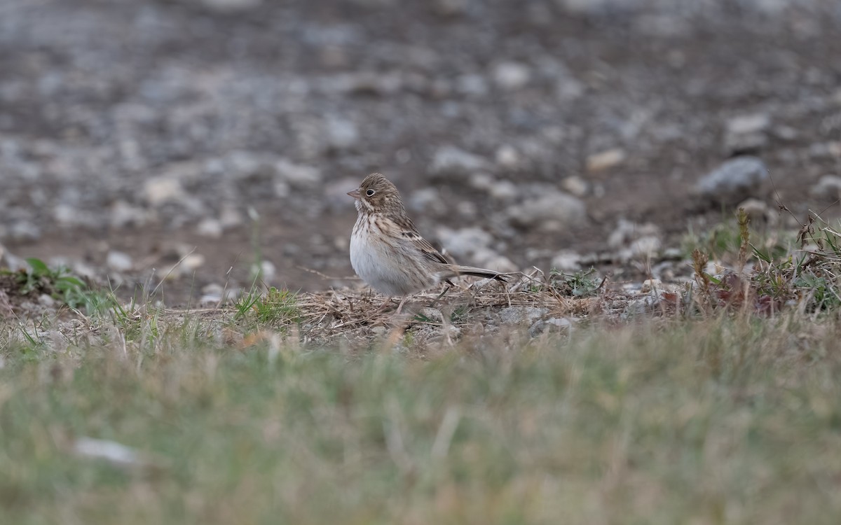 Vesper Sparrow - ML644974789