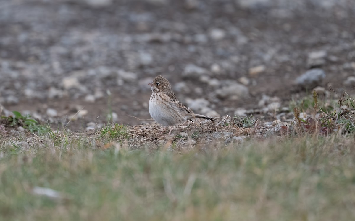 Vesper Sparrow - ML644974790