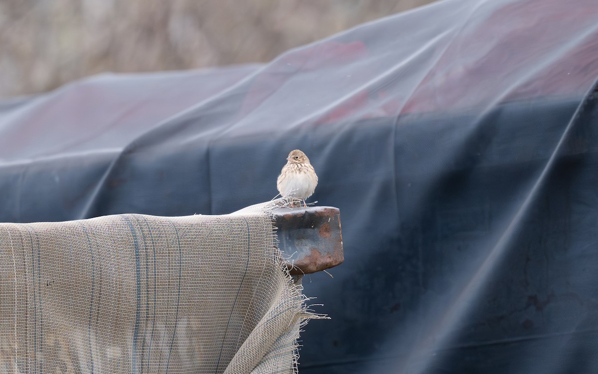Vesper Sparrow - ML644974791