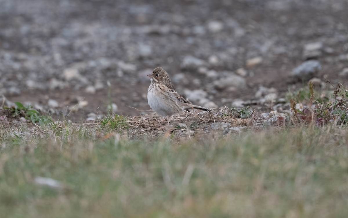 Vesper Sparrow - ML644974792