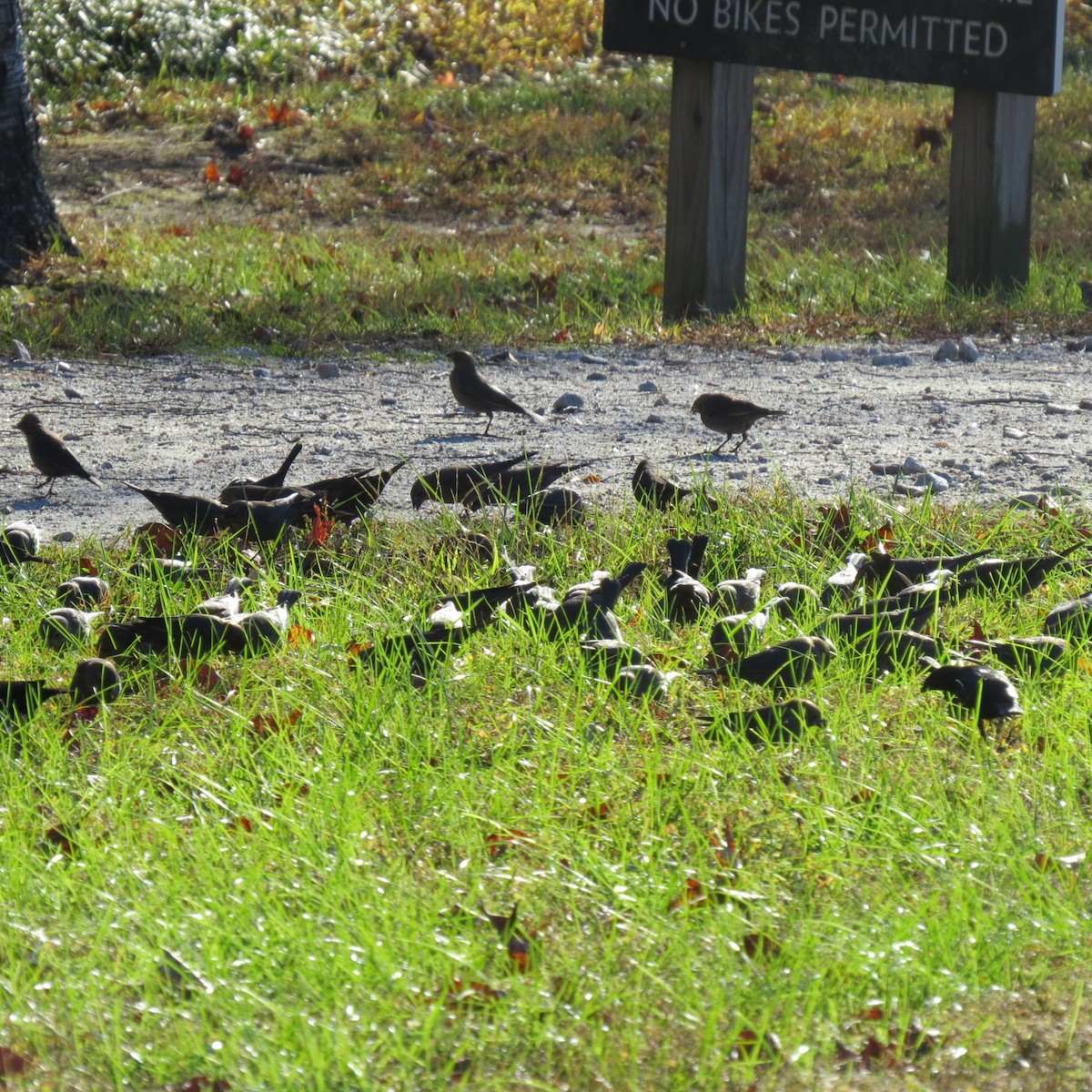 brunhodetrupial - ML644974808