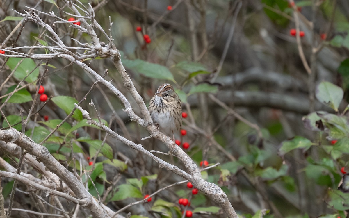 Lincoln's Sparrow - ML644974816
