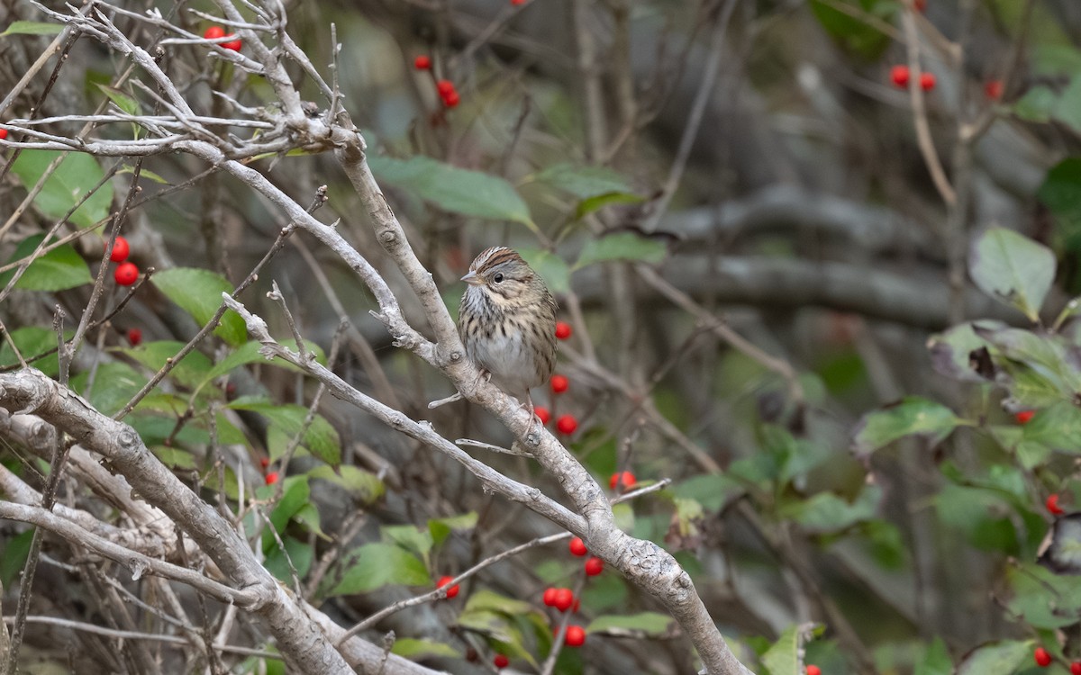 Lincoln's Sparrow - ML644974817