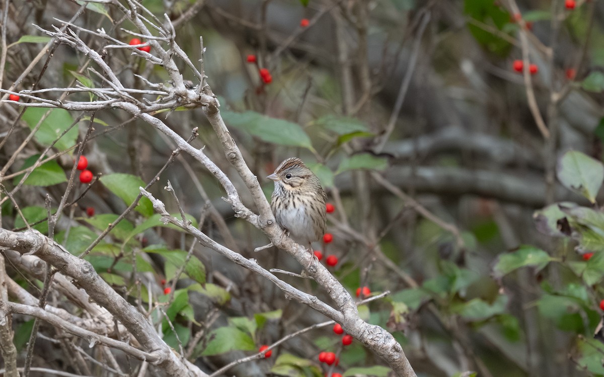 Lincoln's Sparrow - ML644974818