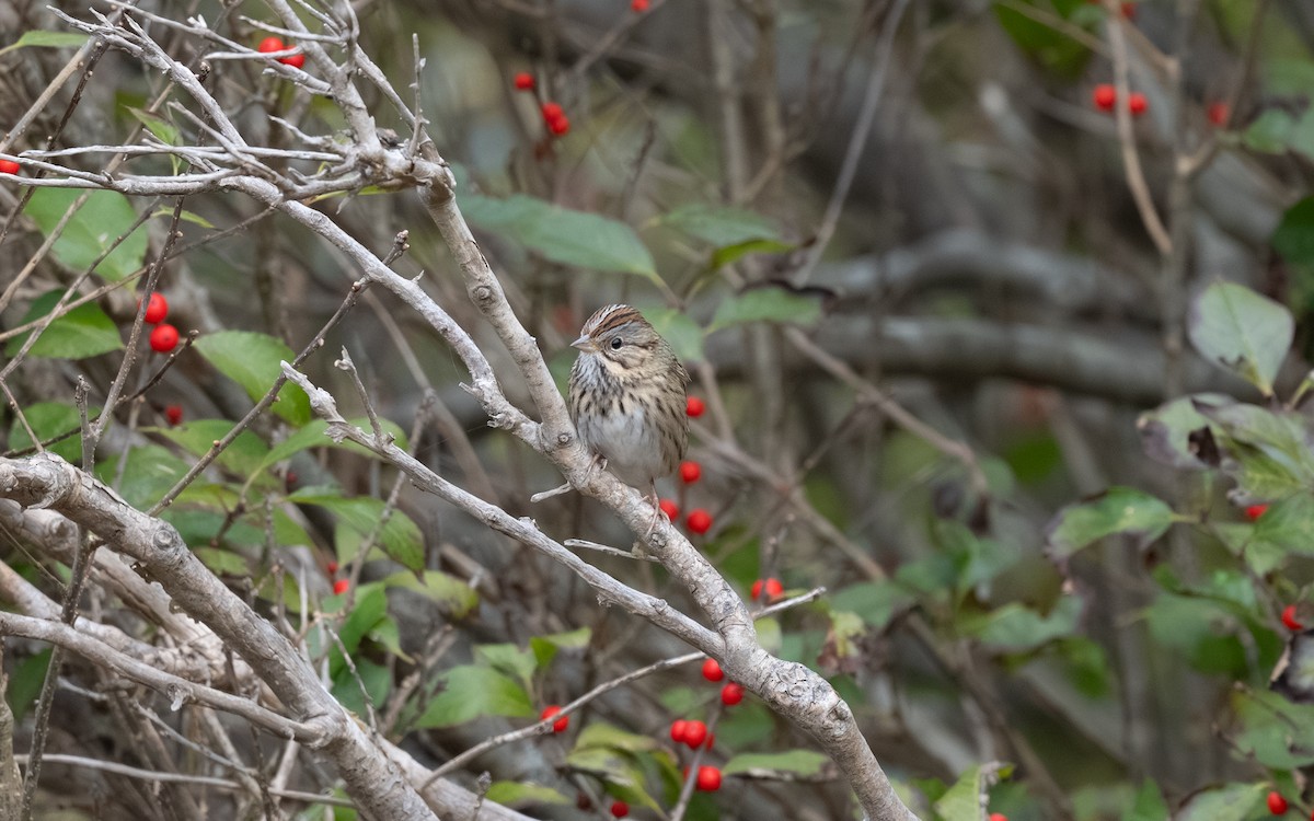 Lincoln's Sparrow - ML644974820