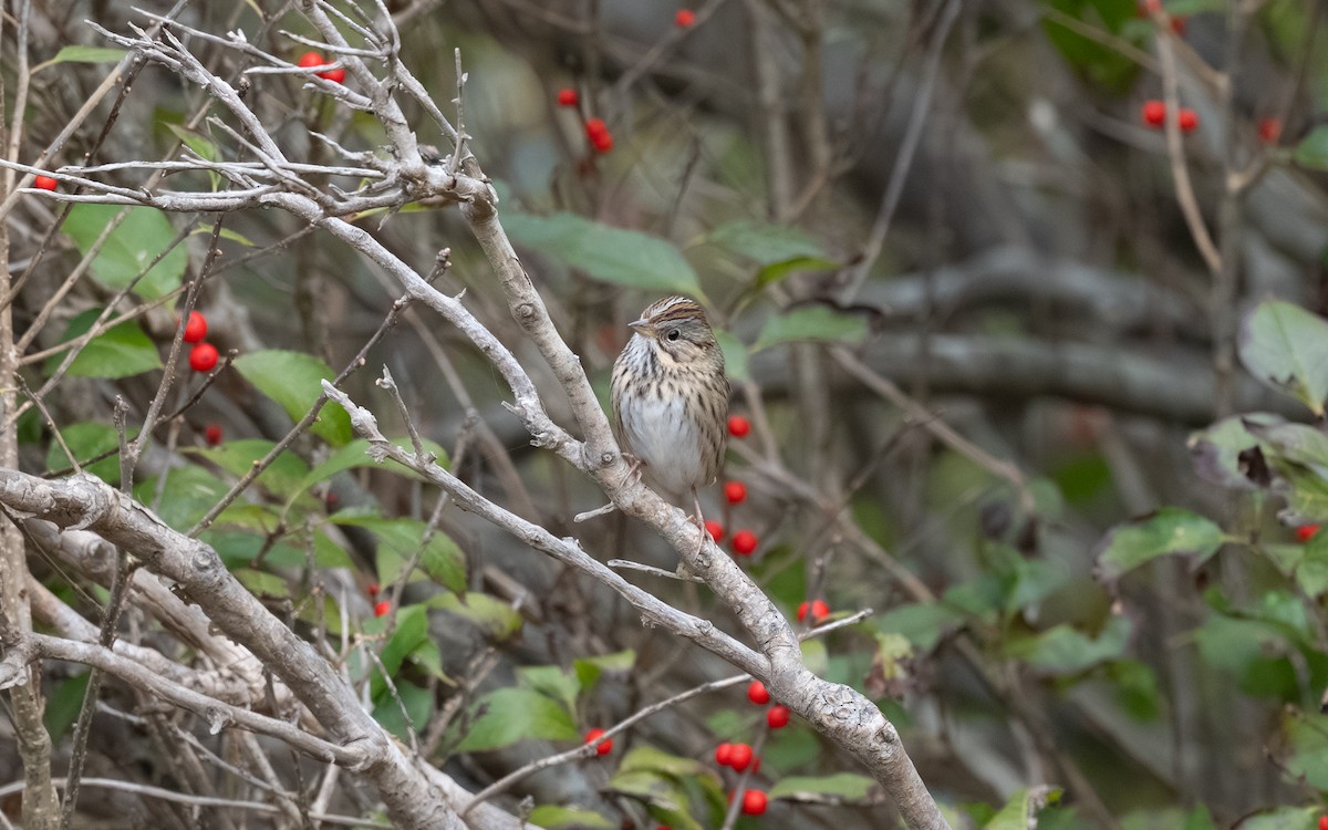 Lincoln's Sparrow - ML644974821