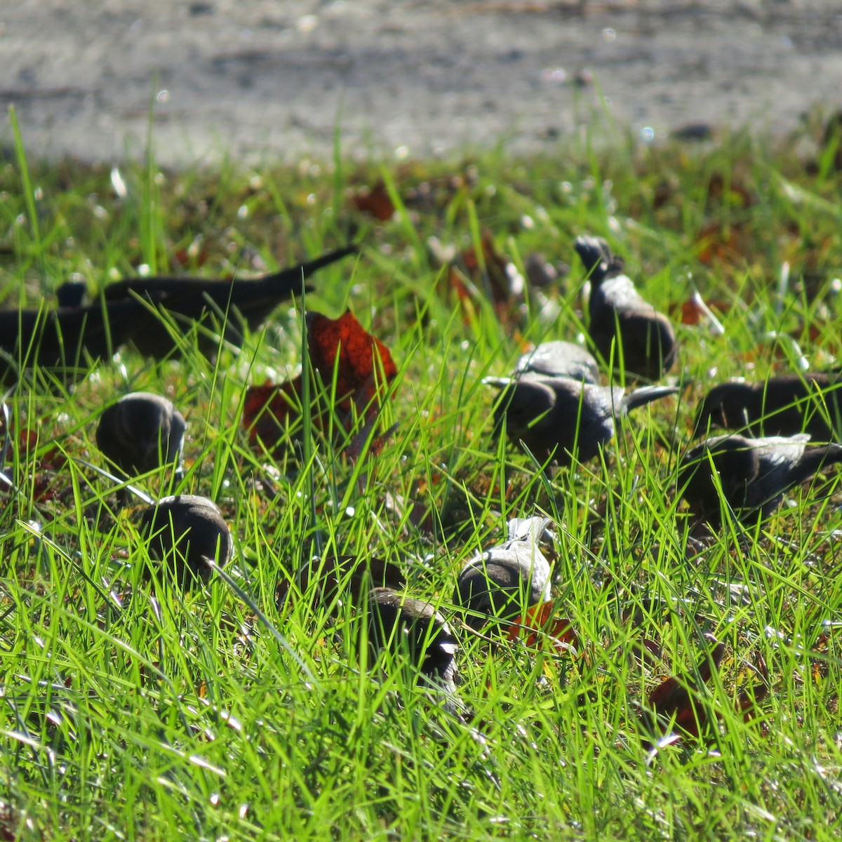 brunhodetrupial - ML644974822