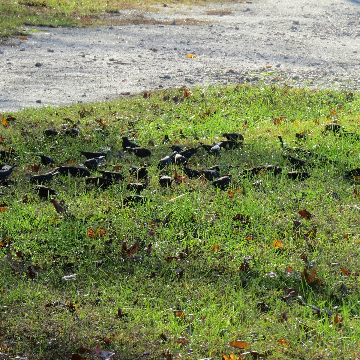 brunhodetrupial - ML644974825