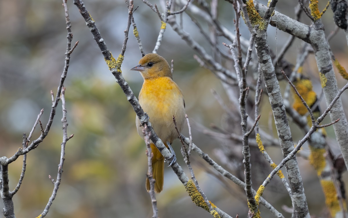Baltimore Oriole - ML644974834