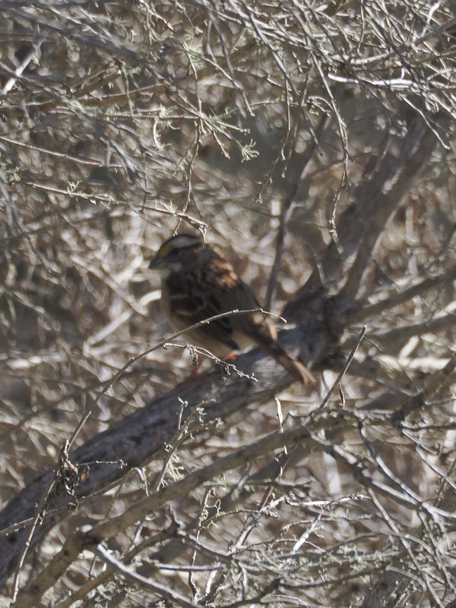 White-throated Sparrow - ML644974837