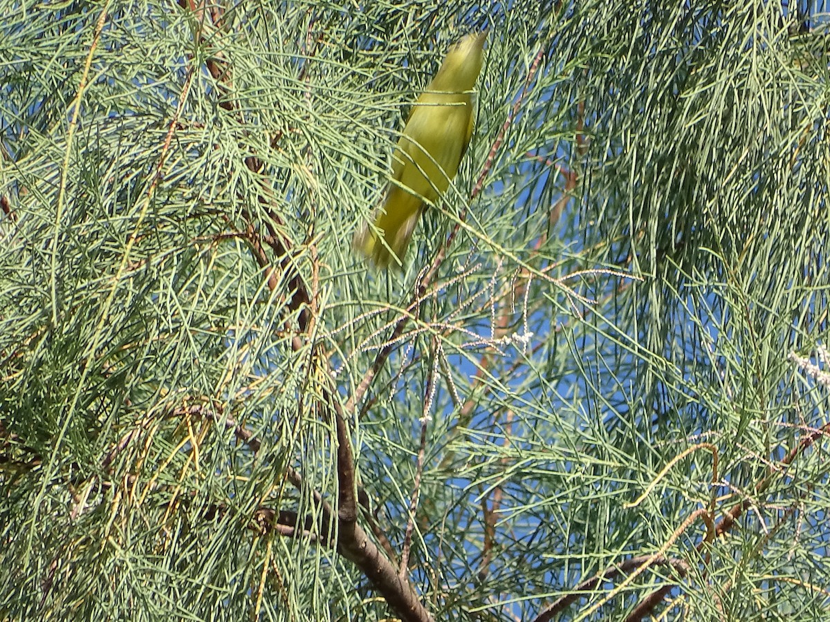 Northern Yellow Warbler - ML644974843