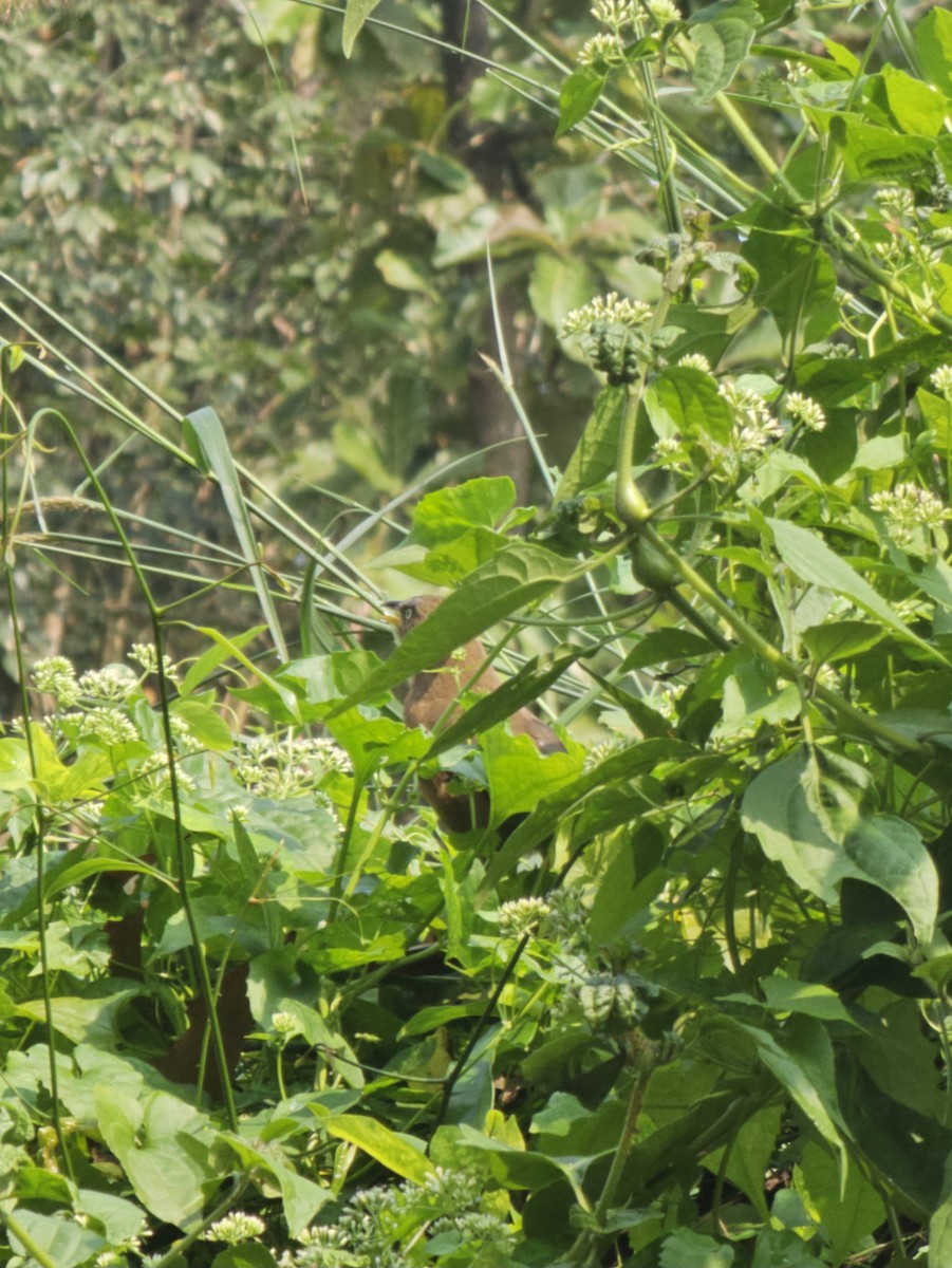 Kızıl Yedikardeş - ML644974847