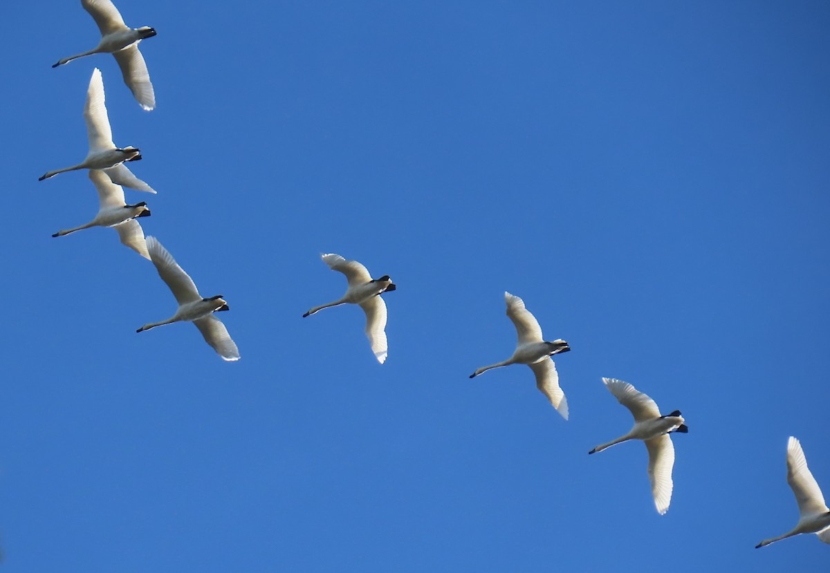 Tundra Swan - ML644974922