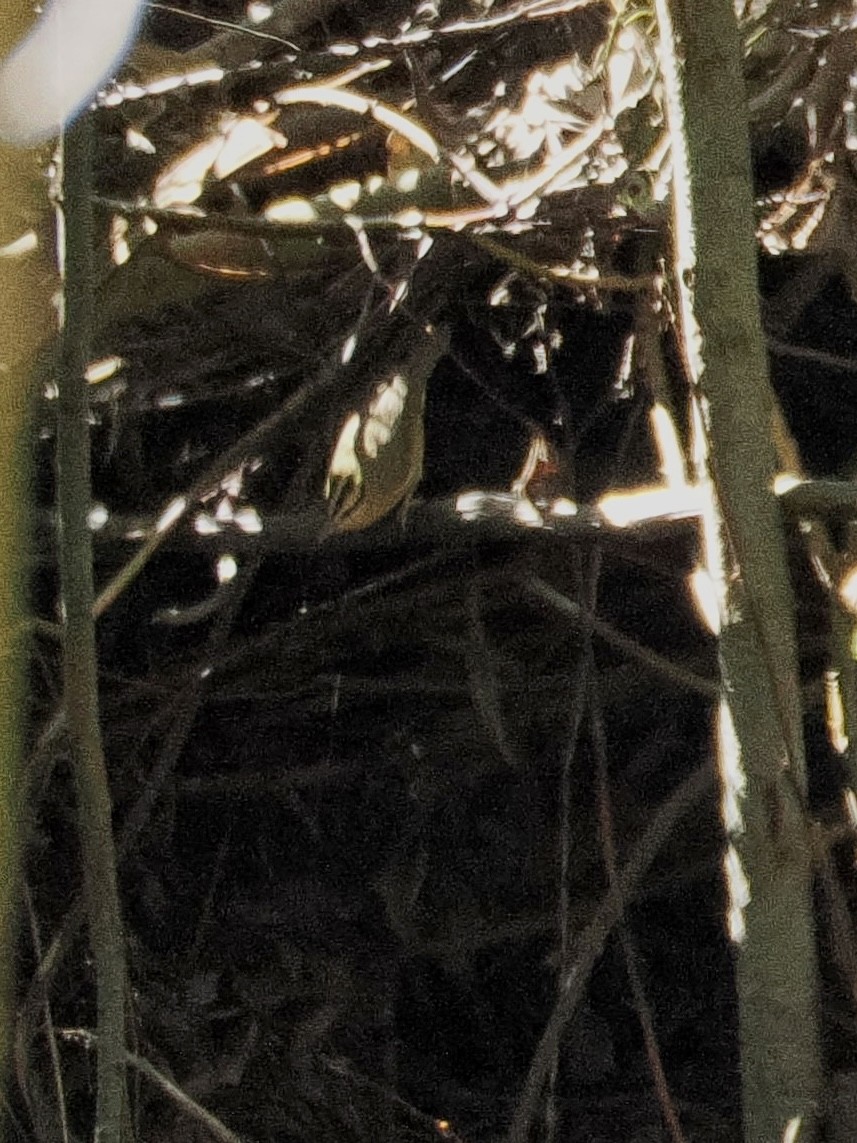 Worm-eating Warbler - ML644974925