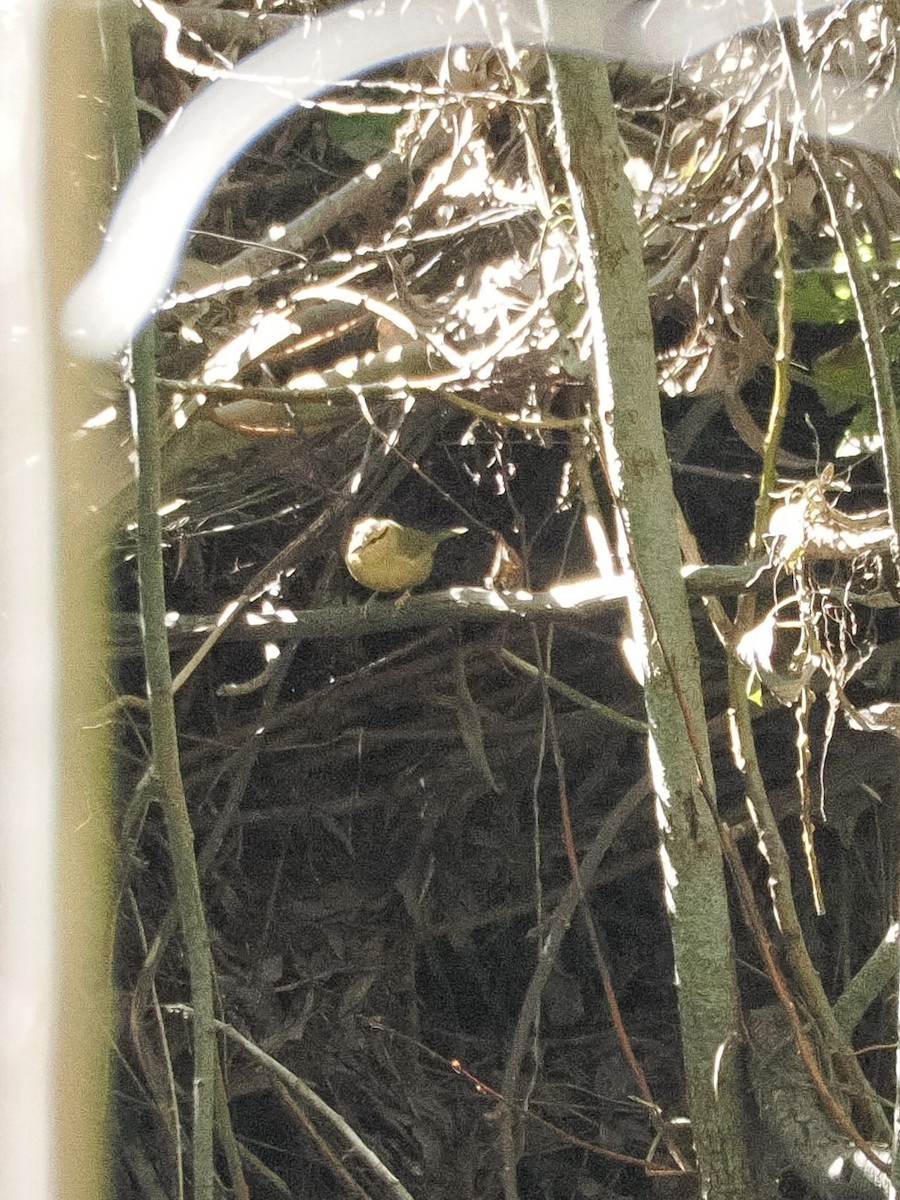 Worm-eating Warbler - ML644974926