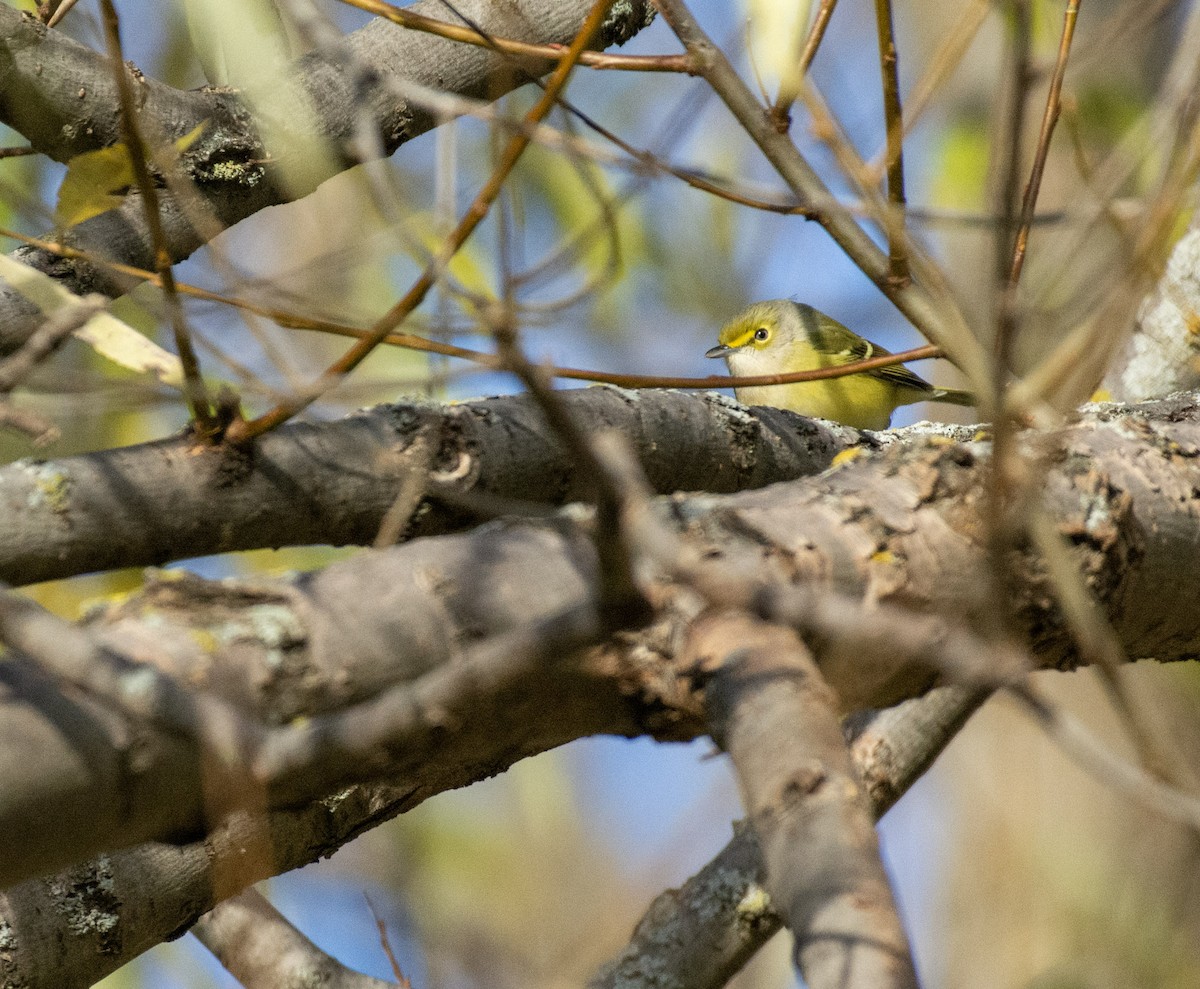 White-eyed Vireo - ML644974949