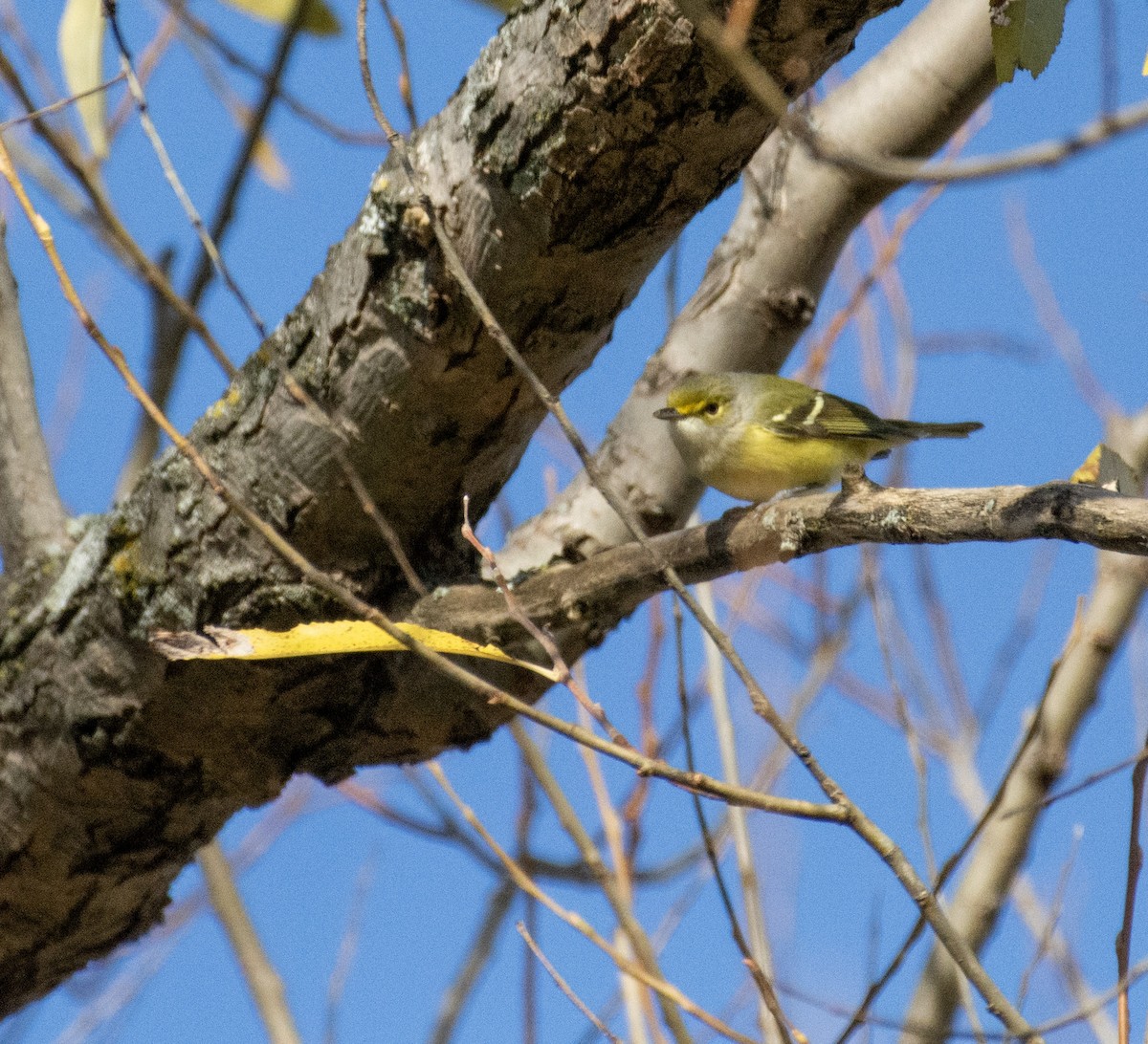 White-eyed Vireo - ML644974950